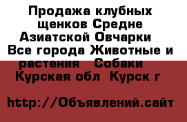 Продажа клубных щенков Средне Азиатской Овчарки - Все города Животные и растения » Собаки   . Курская обл.,Курск г.